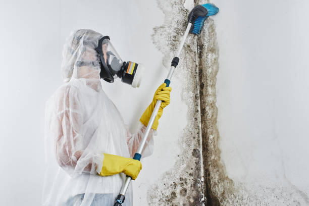 Professional Mold Removal in Brooklyn, NY