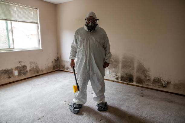 Home Mold Removal in Brooklyn, NY